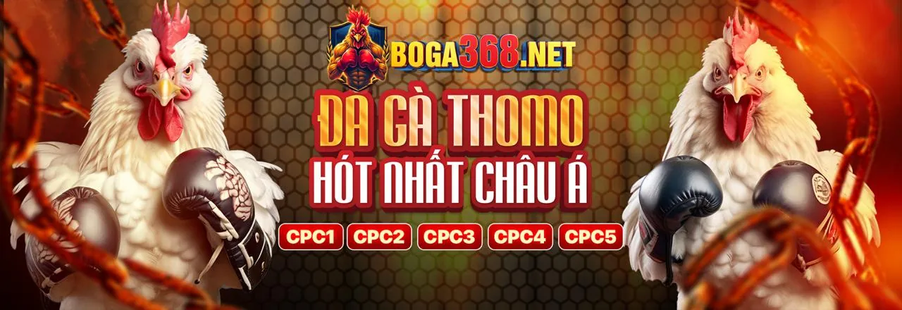 Sân đấu đá gà kịch tính tại alo8 nhà cái